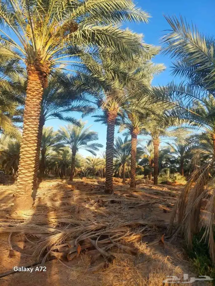 نخيل درجه اولى وجوده عاليه 5