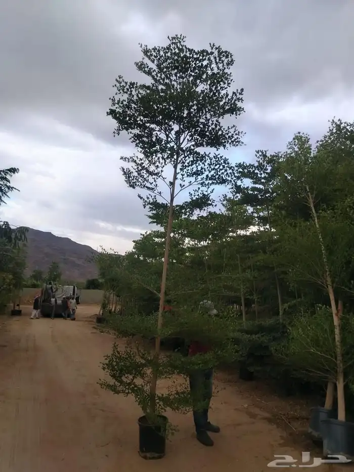 أشجار ترمناليا وأشجار الزيتون أشجار البونساي 0