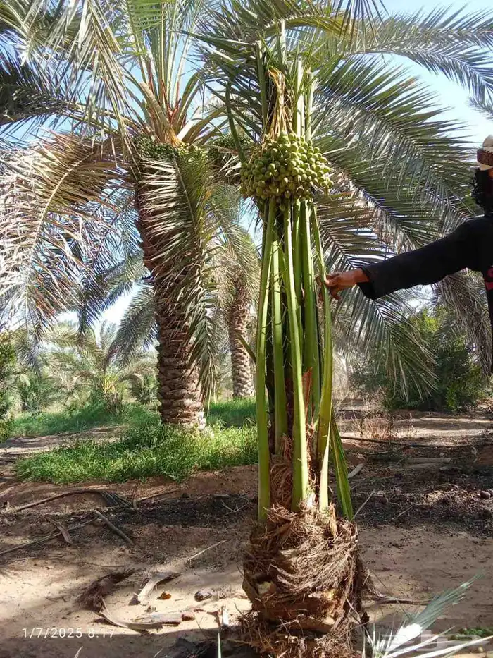 توريد جميع انواع انخيل المثمر 6