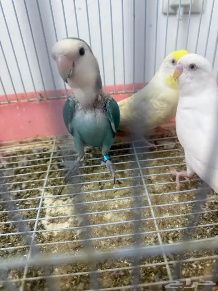 إعلان بيع طيور بادجي و روز 2