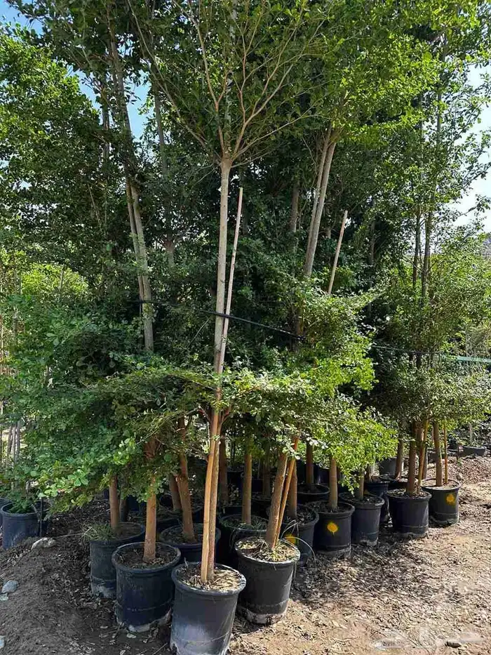 أشجار ترمناليا وأشجار الزيتون أشجار البونساي 2