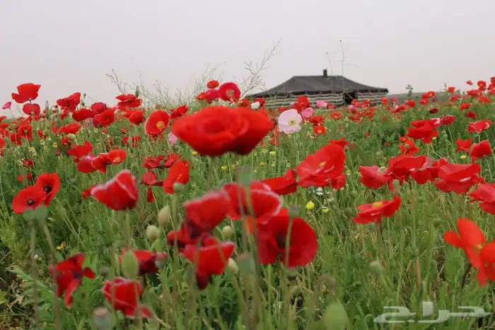 بكج بذور ازهار الوسمي و الربيع السعودية 8