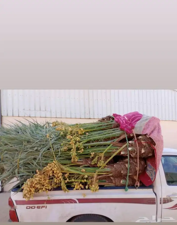 يوجد لدينا جميع انواع النخيل 0