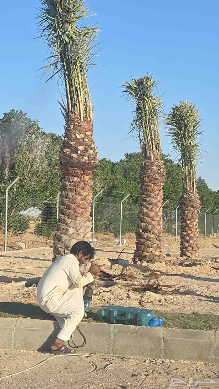 توريد وتركيب جميع انواع النخيل وتركيب الشبوك بانواعها والأشج 0
