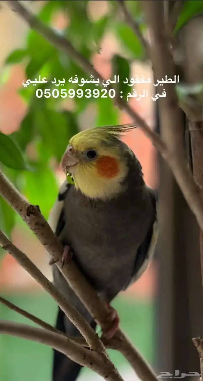 طير مفقود 0