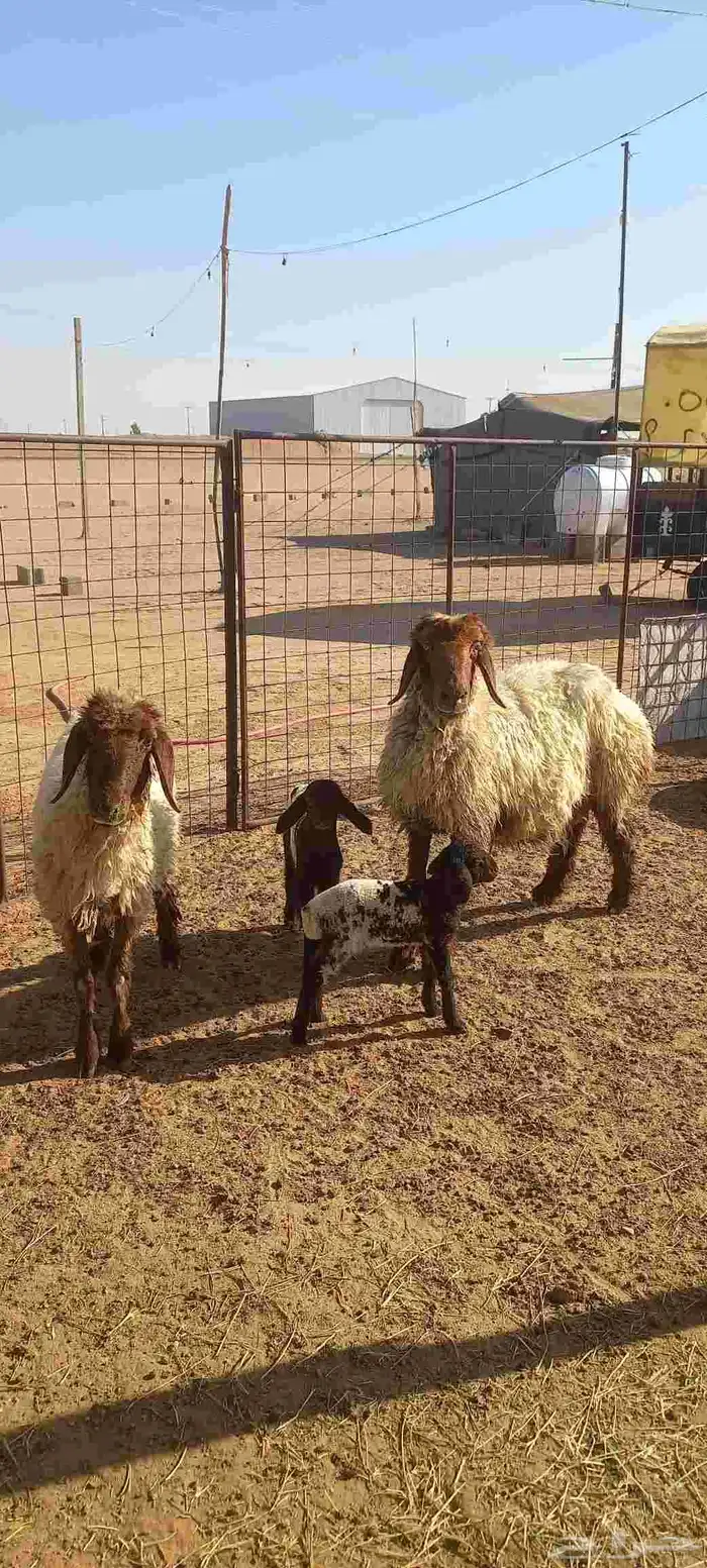 شياه مواليد اعمرها سدسات سن وديد وروم عدد 2 4