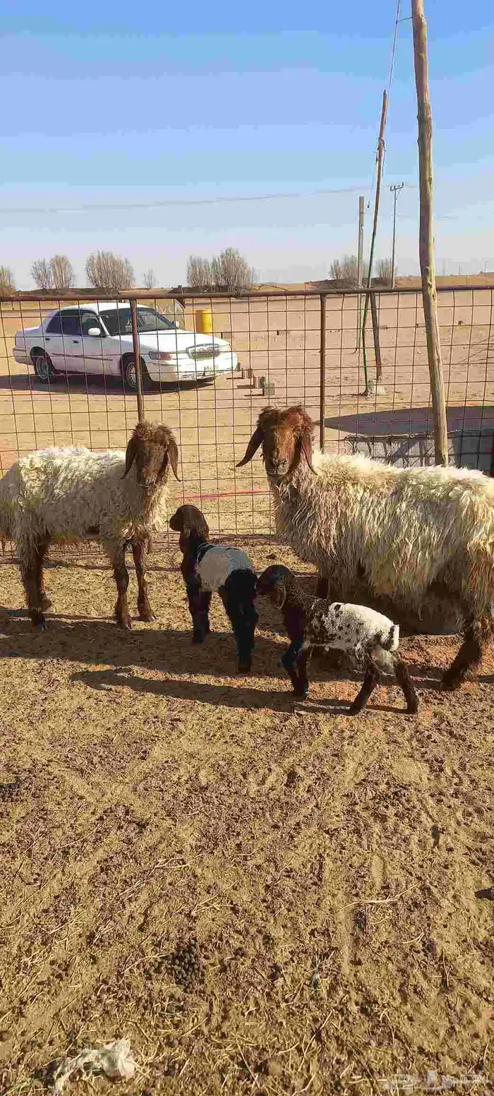 شياه مواليد اعمرها سدسات سن وديد وروم عدد 2 1