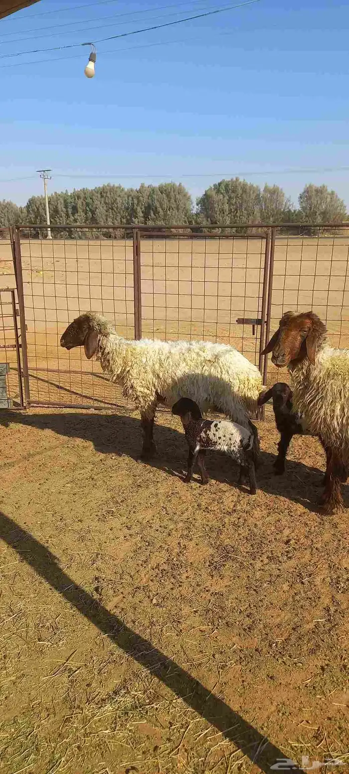 شياه مواليد اعمرها سدسات سن وديد وروم عدد 2 2