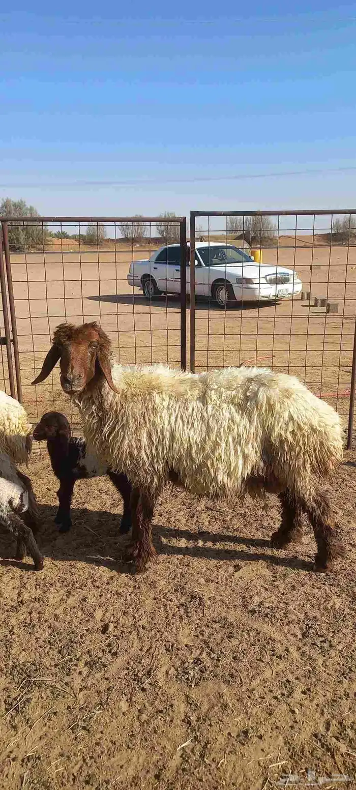 شياه مواليد اعمرها سدسات سن وديد وروم عدد 2 3