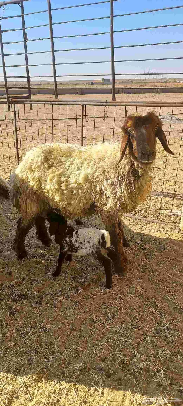 شياه مواليد اعمرها سدسات سن وديد وروم عدد 2 0