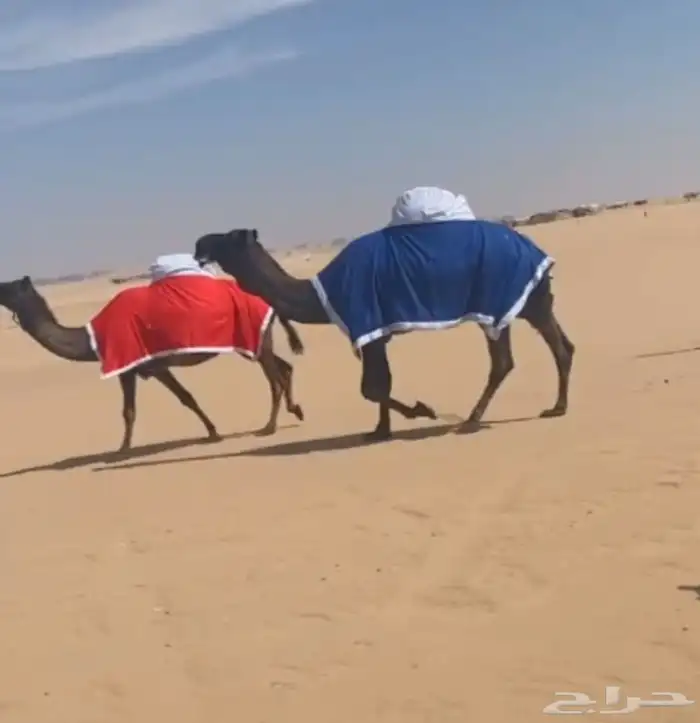 اجلة  جلالات   جلالات ابل تفصيل اجلة حسب طلب 6