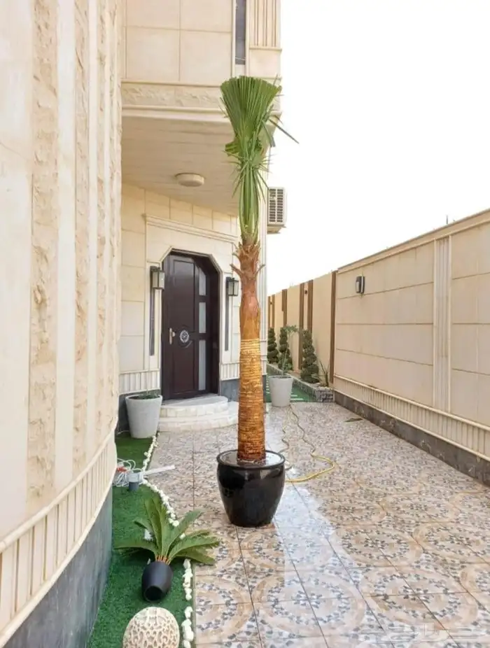 نخل واشنطني زينه واشنطن 4