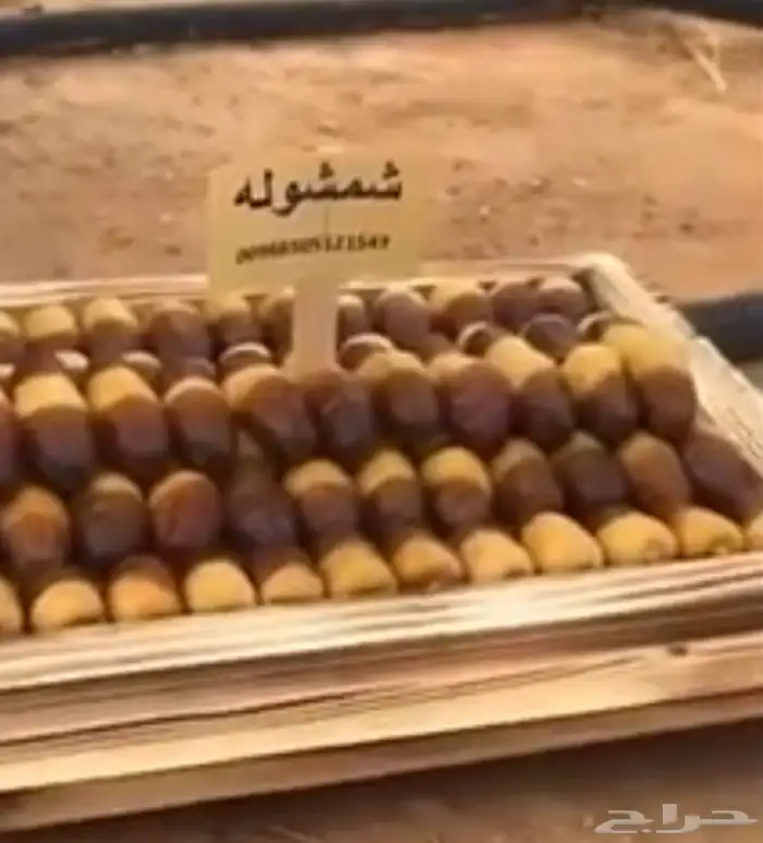 نخيل القصيم المثمرة الزلفي الغاط المجمعه سدير 9