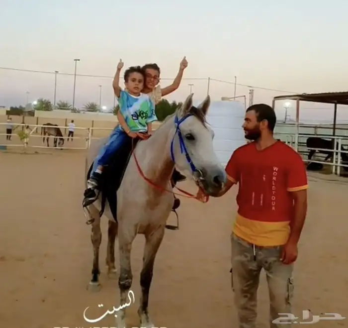 فرس شعبيه 0