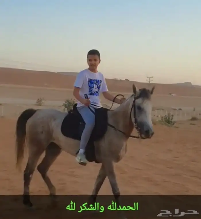 فرس شعبيه 1