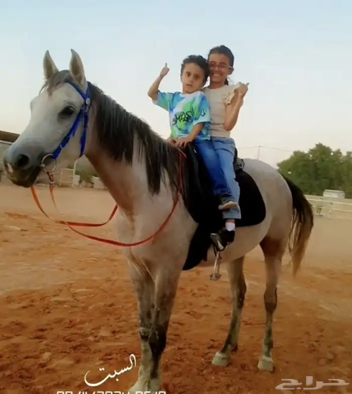 فرس شعبيه 4