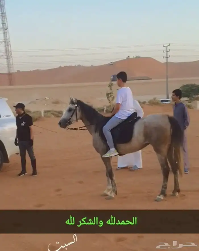 فرس شعبيه 2
