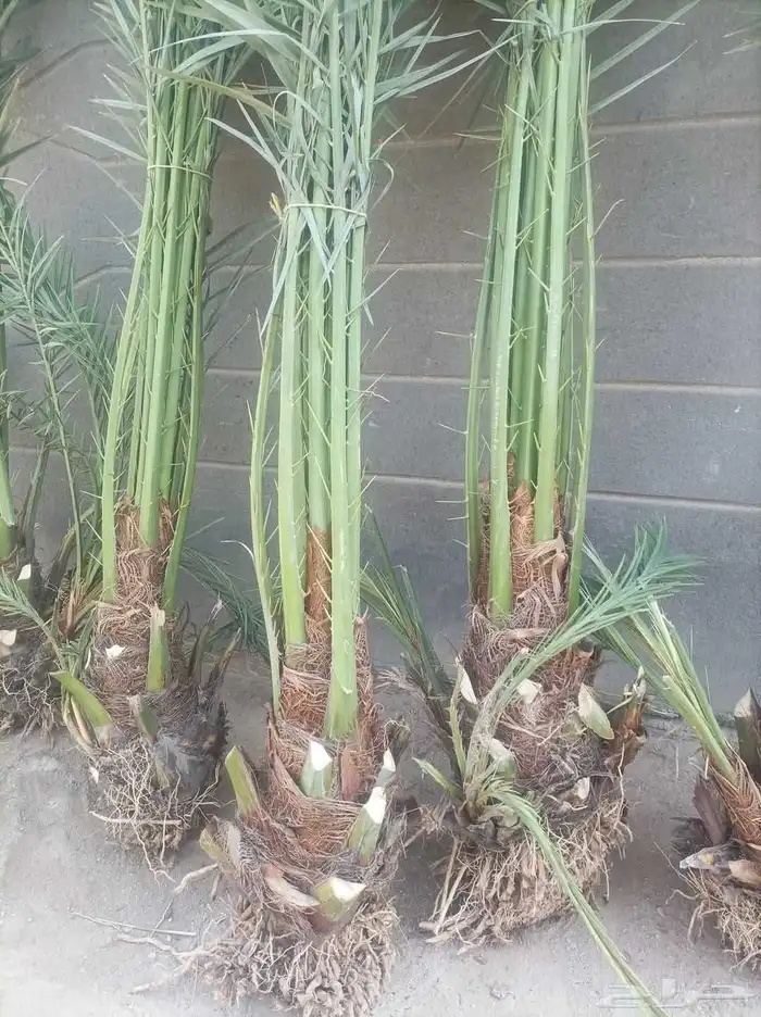 يوجد لدينا نخل للبيع نخل طيب ونويع فاخره ومضمون 3