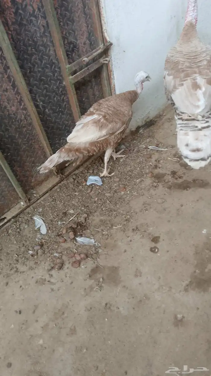 للبيع جوز رومي منتج 2