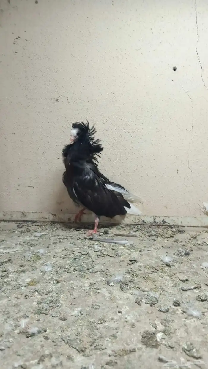 سلام عليكم 1