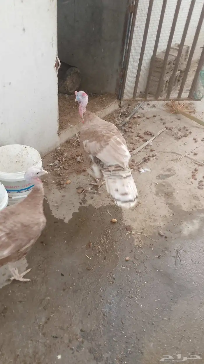 للبيع جوز رومي منتج 4