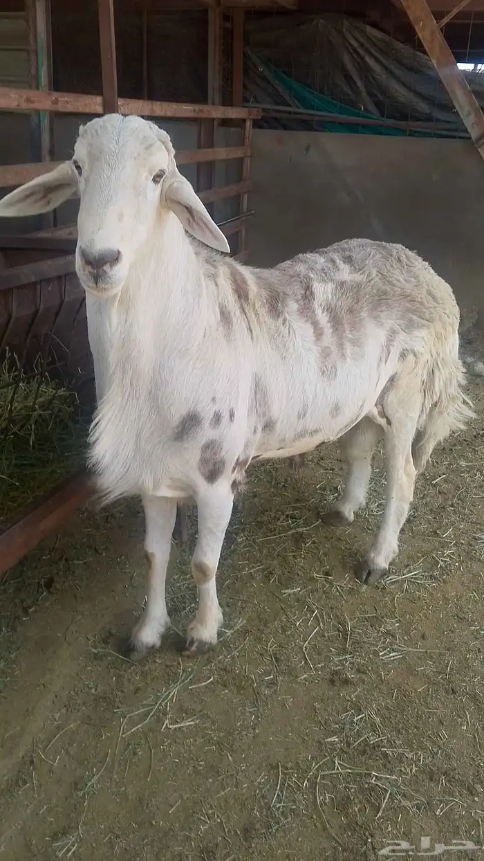 الفحل المهجن الصنف 0