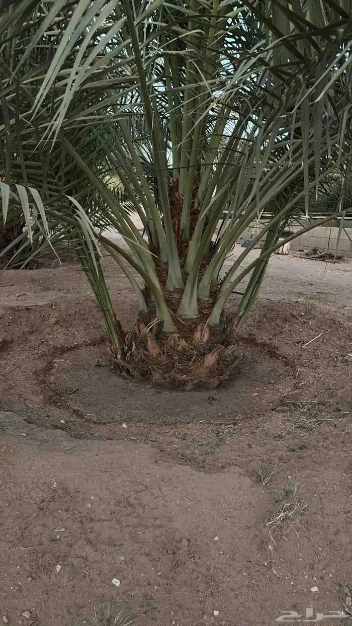 فسايل برحي واسكري وخلاص وصعقي وامجدول ورثان ورشودي ونان 3