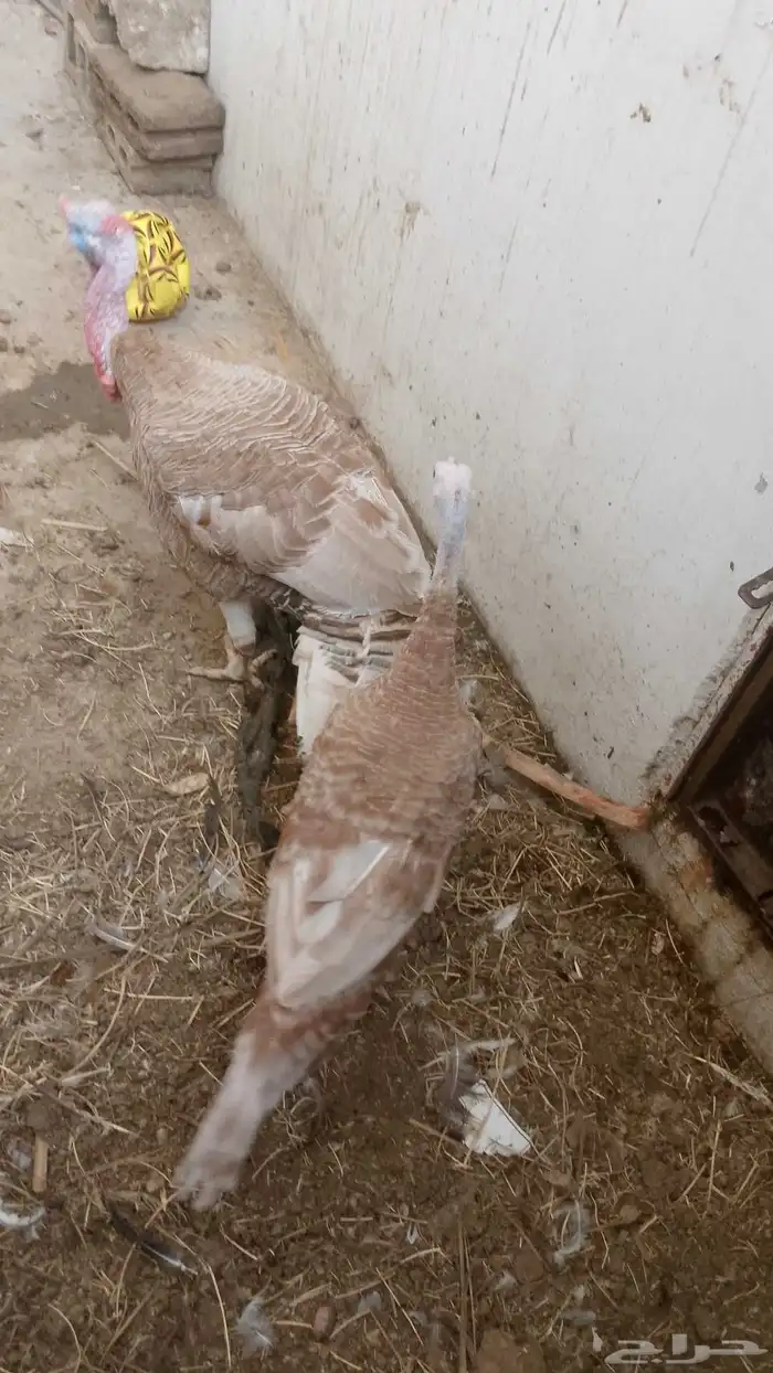 للبيع جوز رومي منتج 1