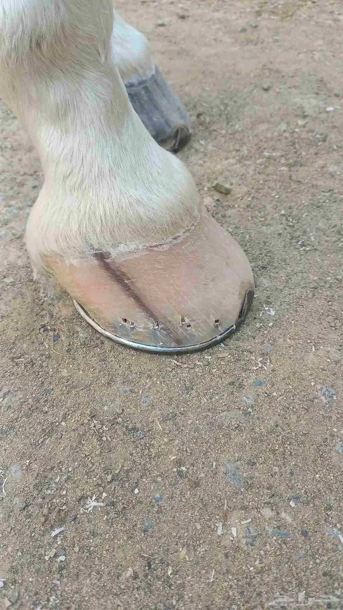 horse farrier 1