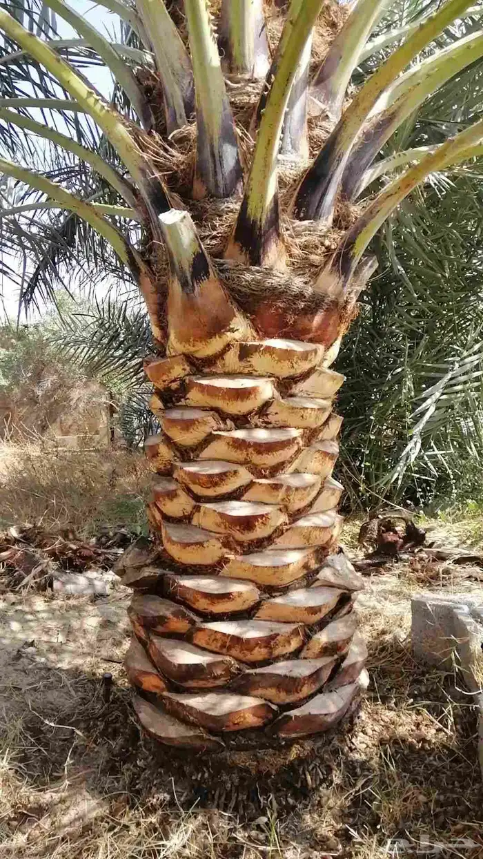 سعودي متخصص في تكريب النخيل وتنظيفها 8