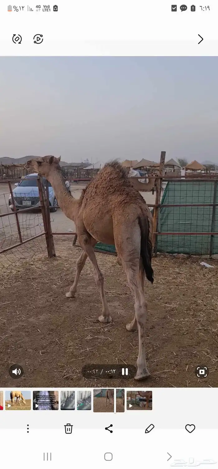 قعود للبيع 2