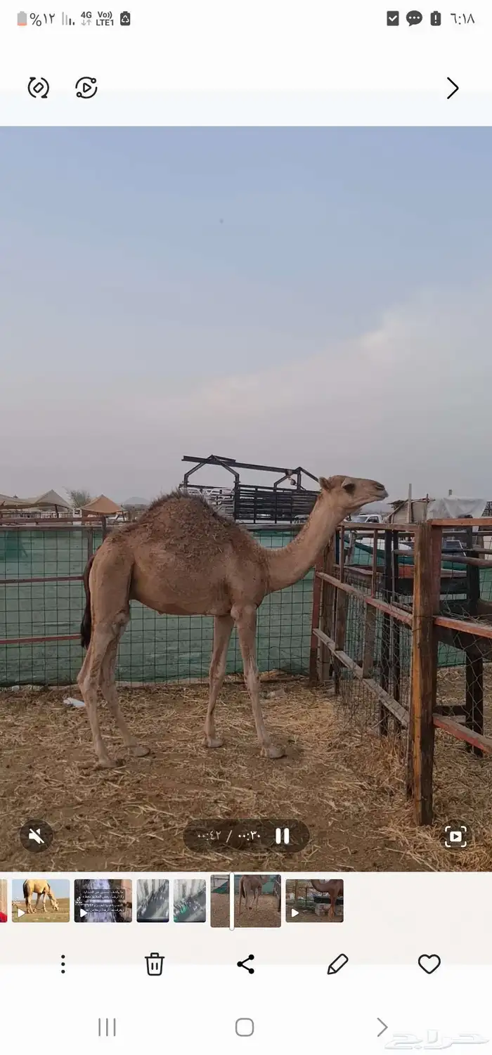 قعود للبيع 0