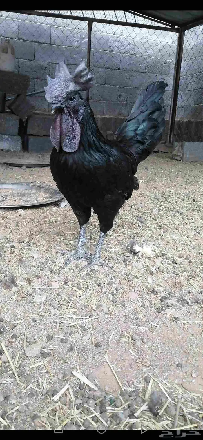 ما شاء الله ديك ودجاج إندونيسيا للبيع على السوم احجم 0