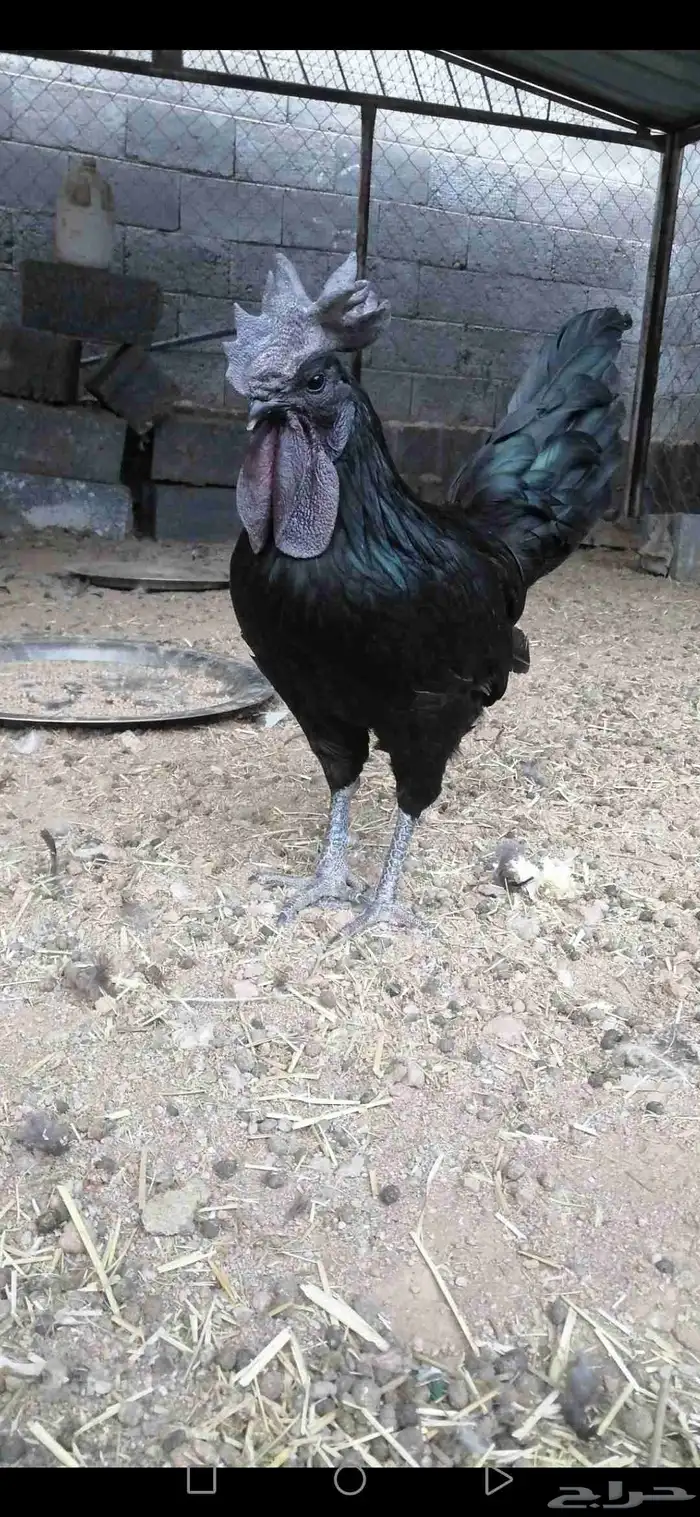 ما شاء الله ديك ودجاج إندونيسيا للبيع على السوم احجم 1