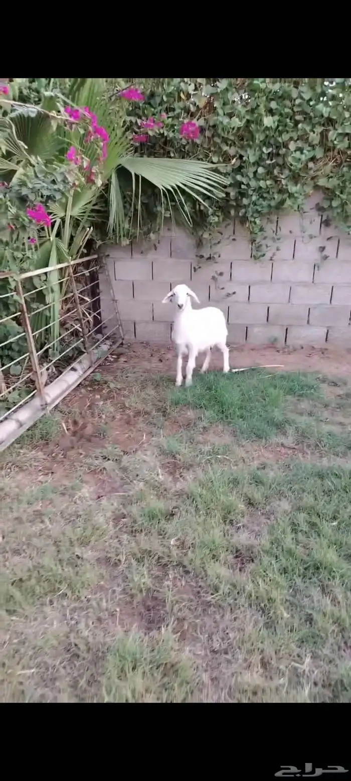 رخل حريه ظهر وطرف 0