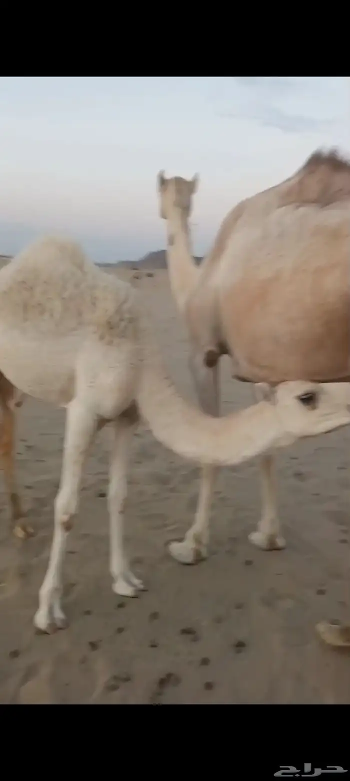 خلفه بكر اول ولده تم البيع 1