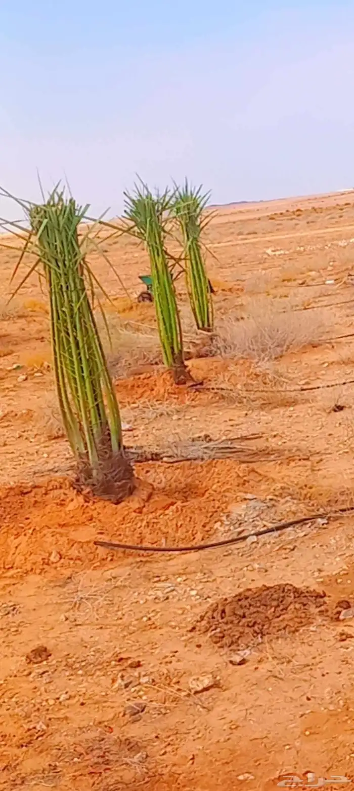 نخيل القصيم المثمرة الزلفي الغاط المجمعه سدير 4