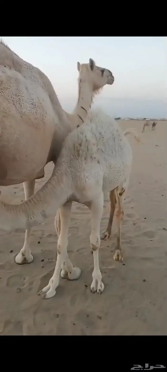 خلفه بكر اول ولده تم البيع 3
