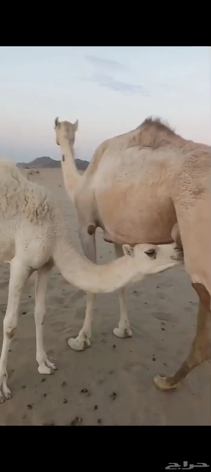 خلفه بكر اول ولده تم البيع 2