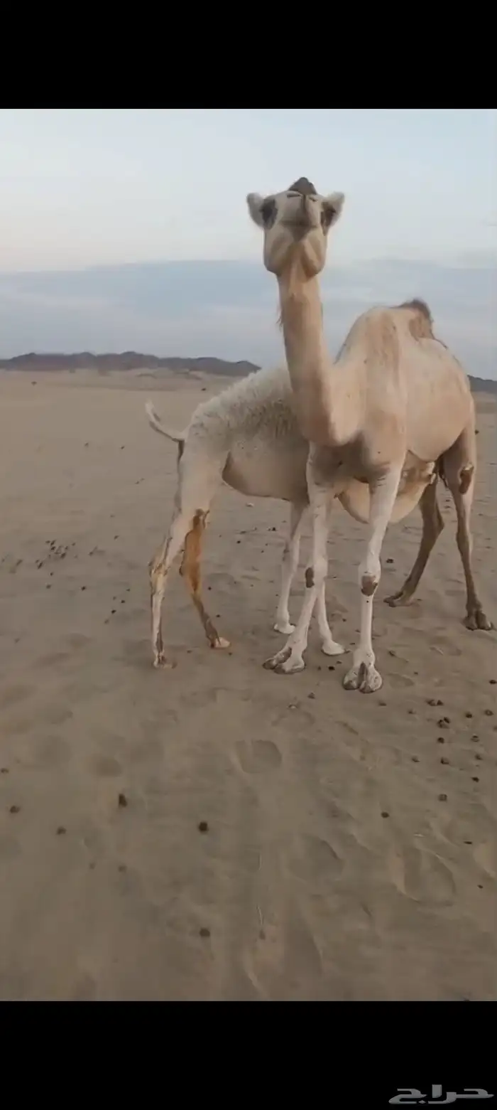 خلفه بكر اول ولده تم البيع 7