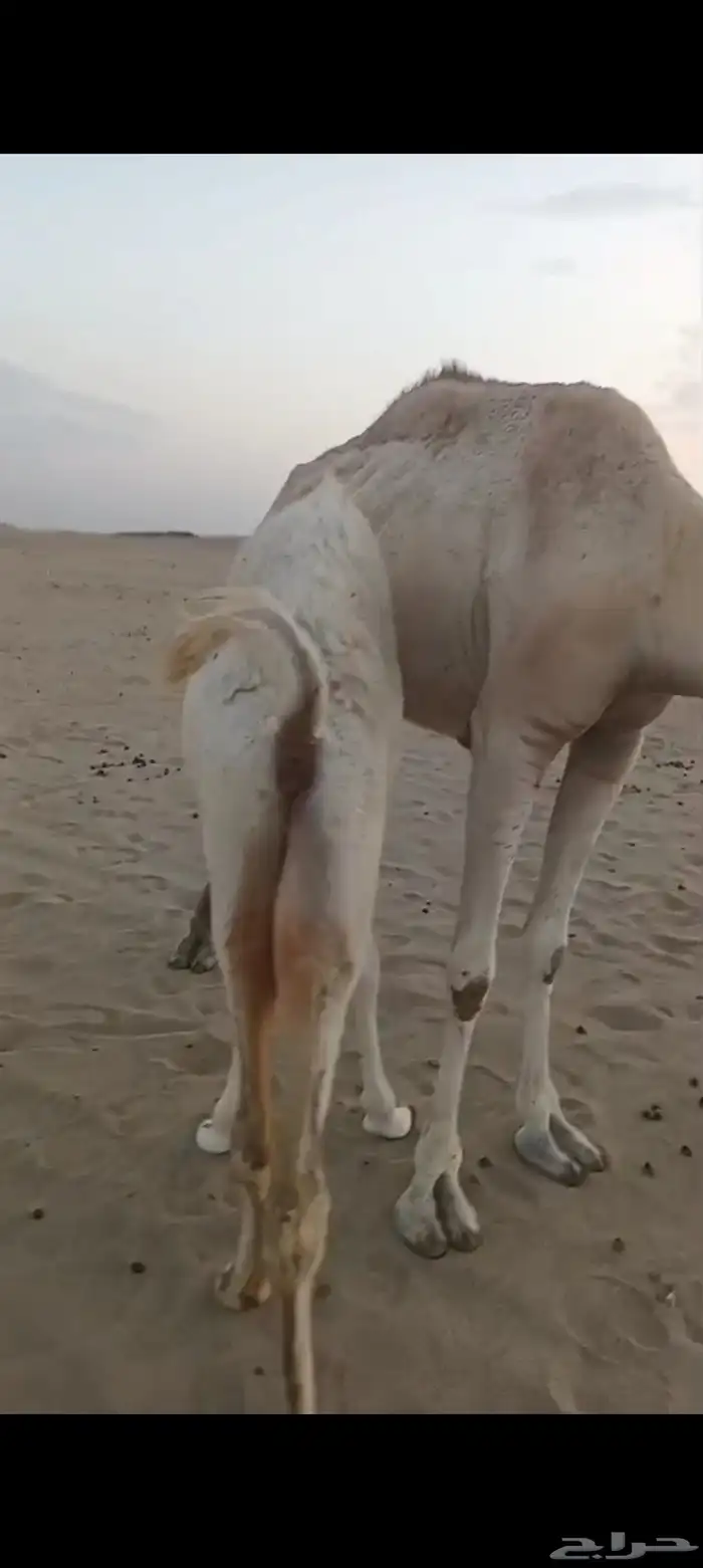 خلفه بكر اول ولده تم البيع 6