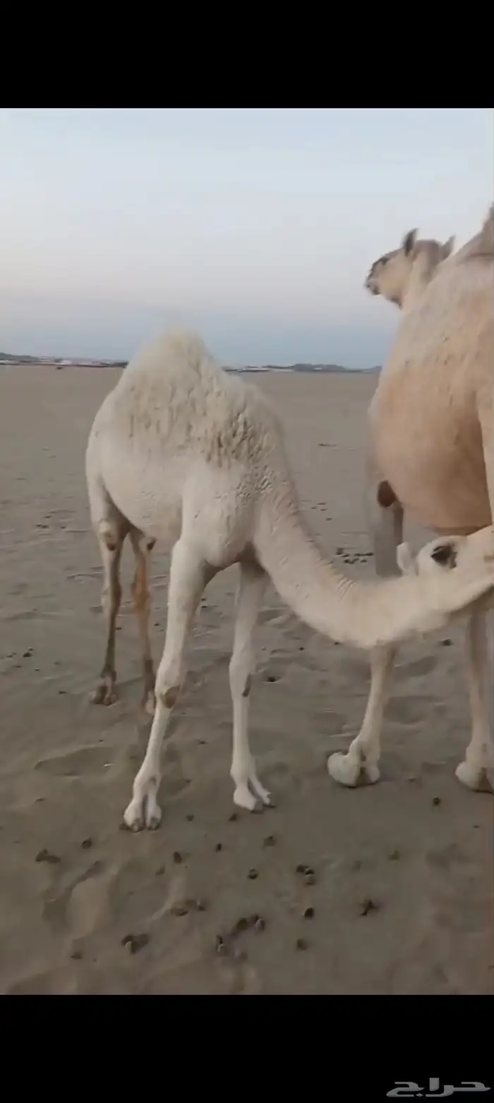 خلفه بكر اول ولده تم البيع 5
