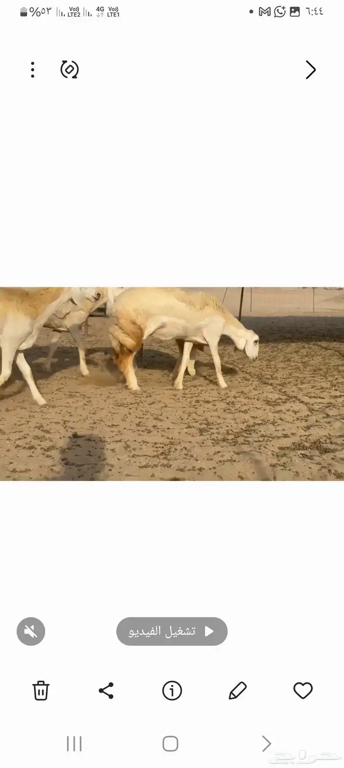 غنم حريات رخال طيبه 6