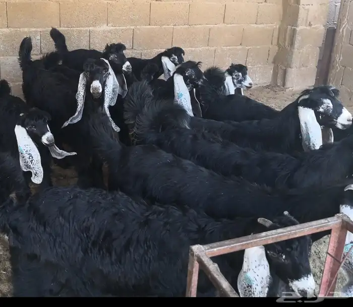 مطلوب اجفار ناطحات الفحل 0