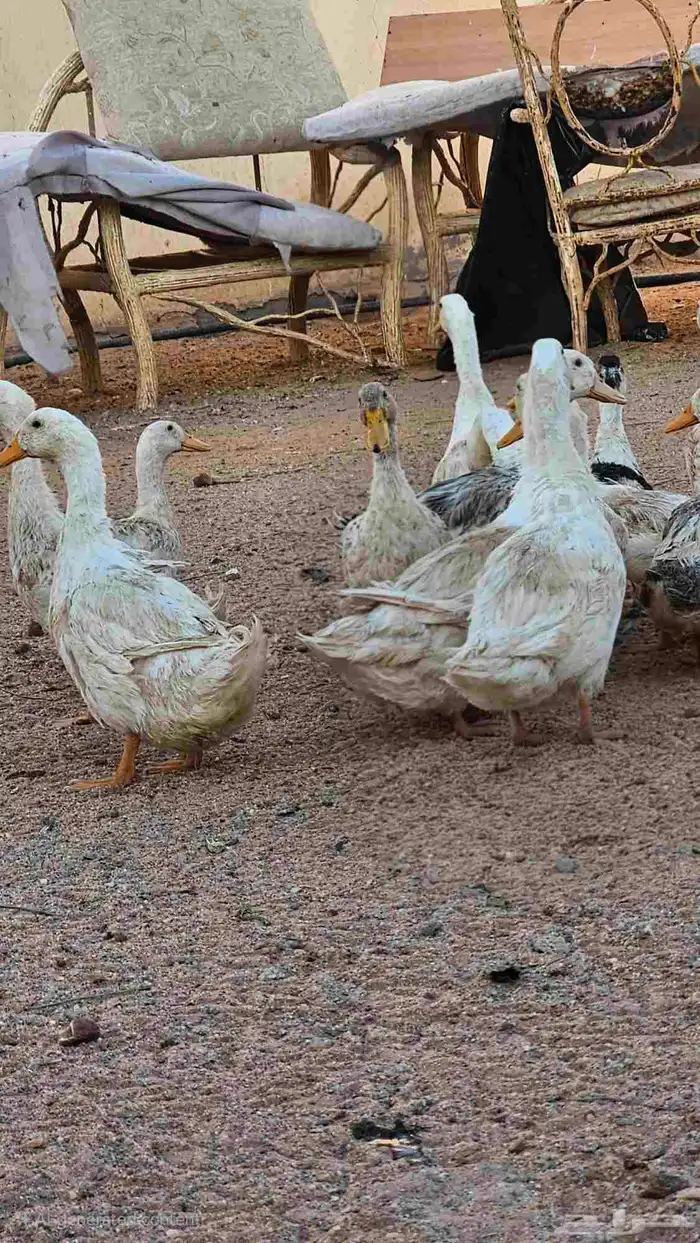 بط بكيني 1