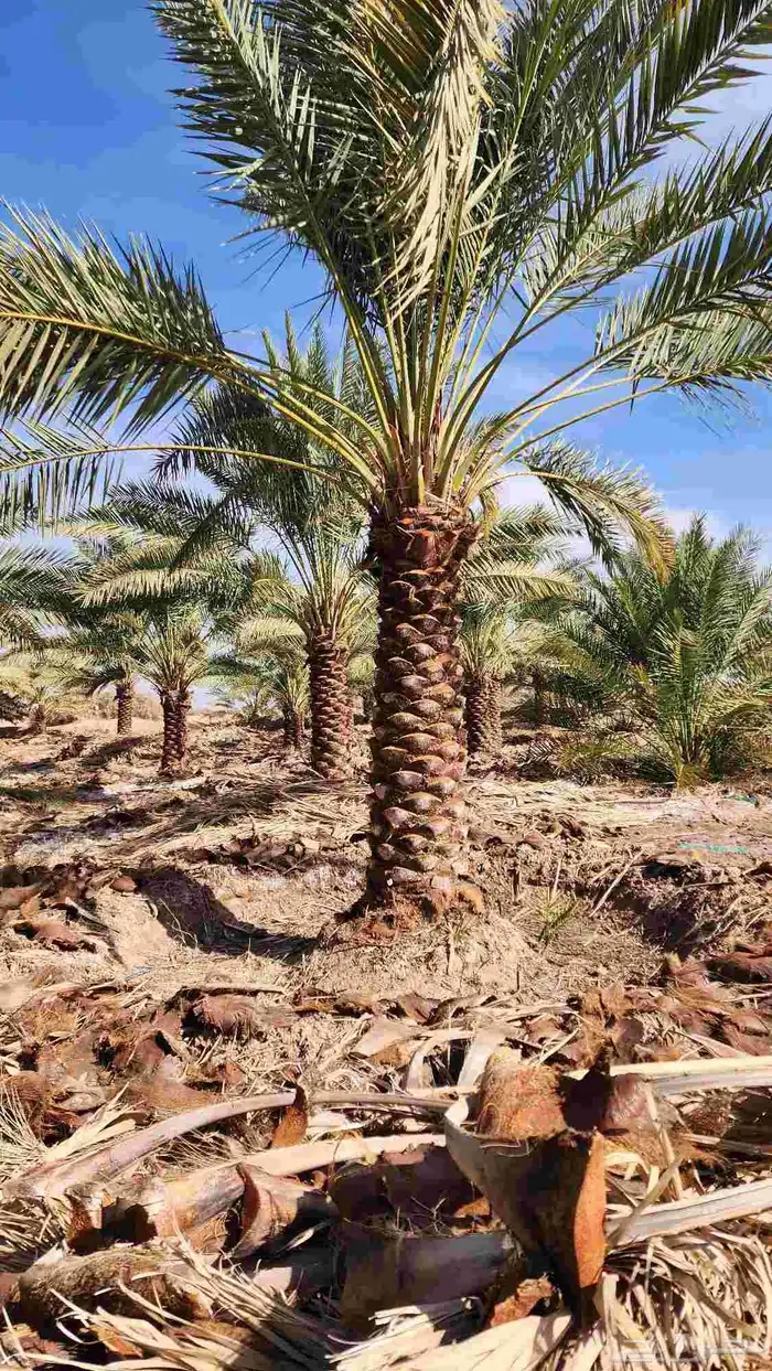 نخل للبيع بجميع أنواعه ومقاساته 6