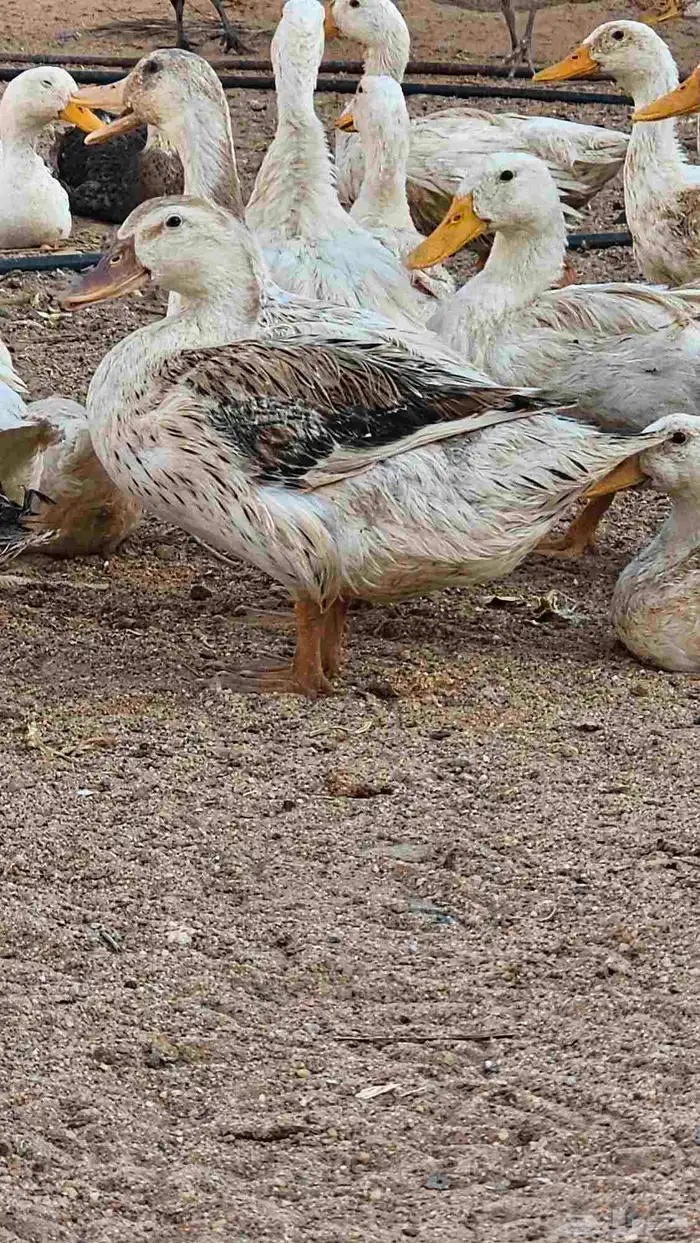 بط بكيني 2