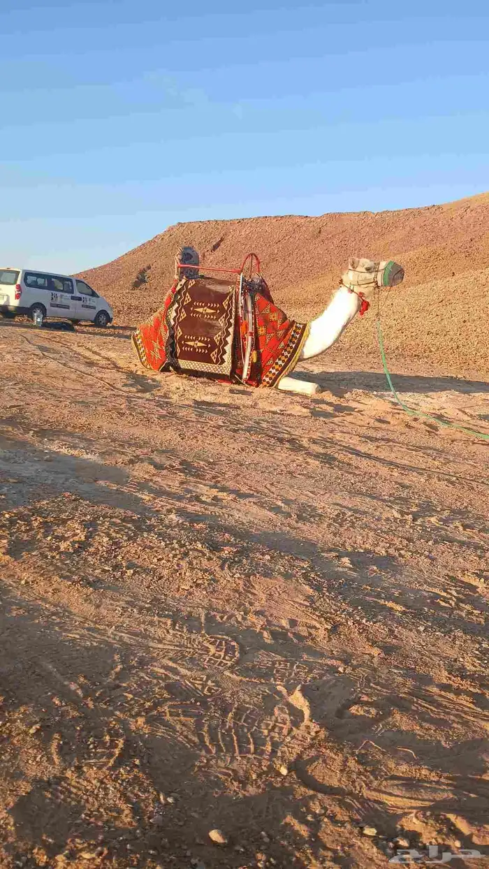 اجار دبابات وا جمال ركبي وا خيول بي اليوم وا الاسبوع 7