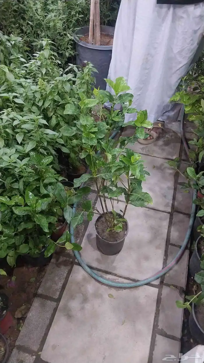 يوجد لدينا جميع انواع الأشجار زينه 0