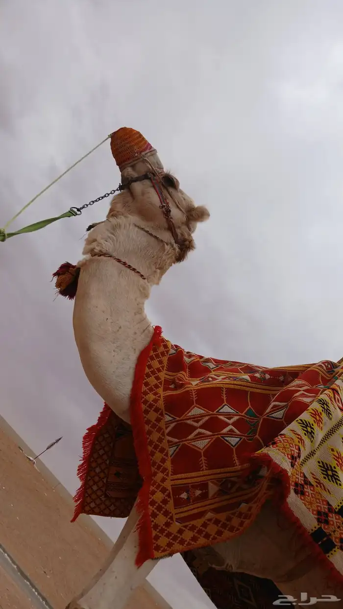 We have camels  horses and falcons for rent by the day  week 12